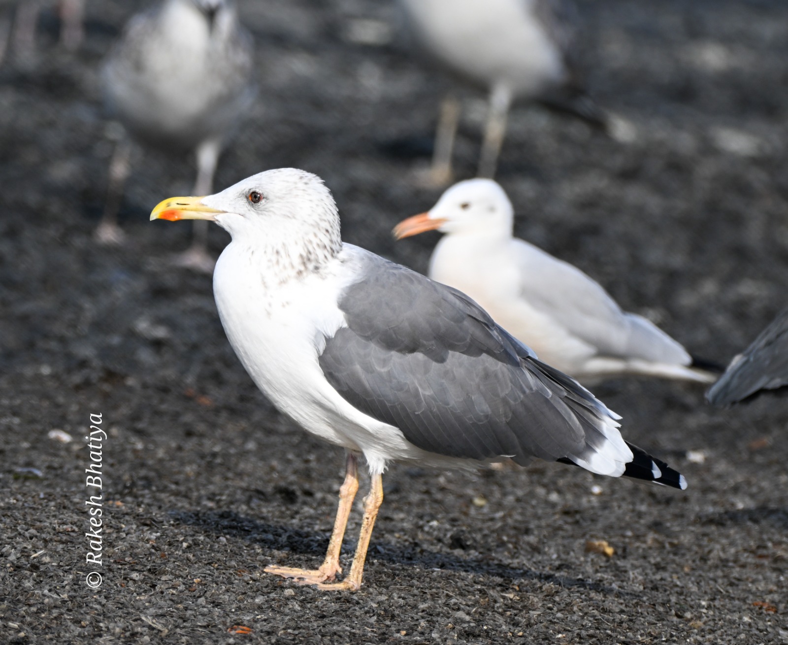 Caspian Gull